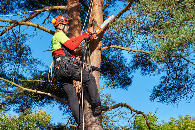 Tree Care & Removal